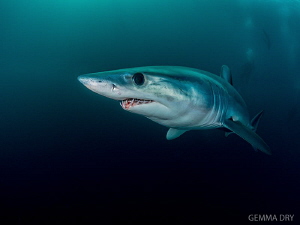 Beautiful Mako shark that I had the awesome pleasure to d... by Gemma Dry 